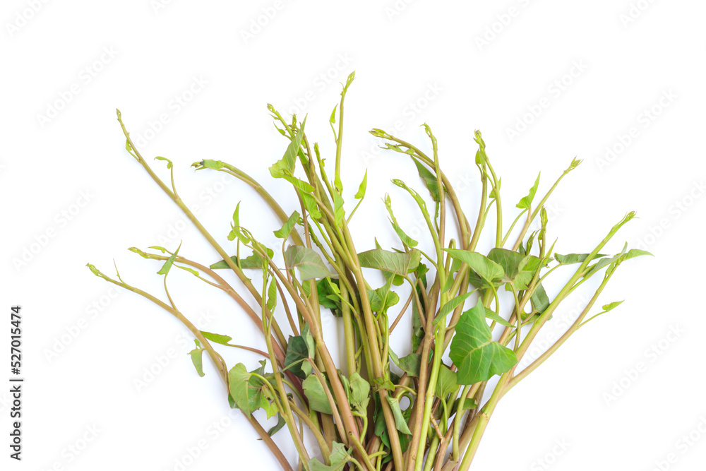 Fresh Water Spinach, Morning glory or Water Convolvulus isolated on White background