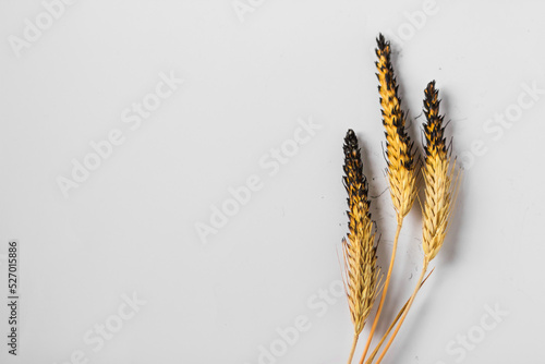 Burnt charred ears of wheat isolated on the white background. Concept of hunger and food crisis in Europe and Africa.