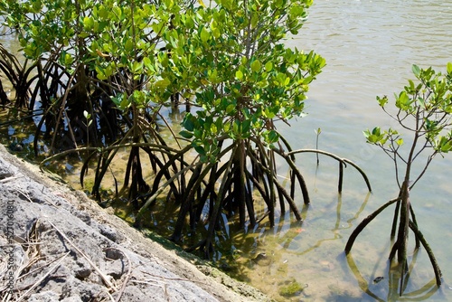 Roots of small mangrove trees