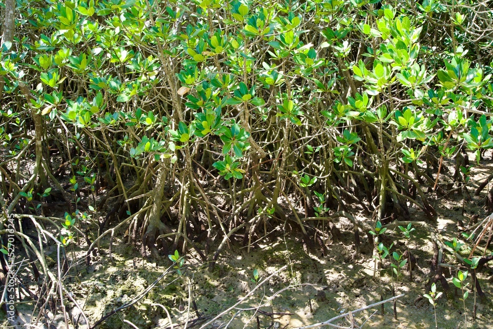 Mangrove tree with intricate roots Mangrove tree with intricate roots
