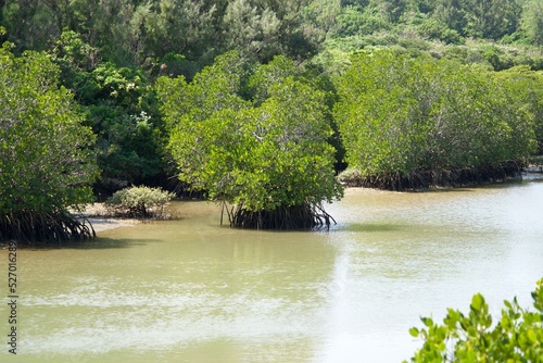 Mangrove trees growing as if standing on the river