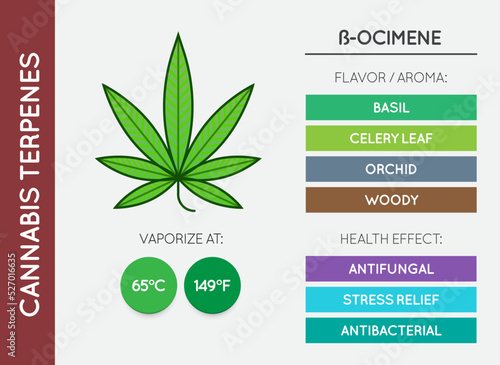 Cannabis Terpene Guide Information Chart. Aroma and Flavor with Health Benefits and Vaporize Temperature. Vector.