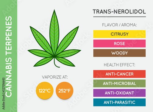 Cannabis Terpene Guide Information Chart. Aroma and Flavor with Health Benefits and Vaporize Temperature. Vector.