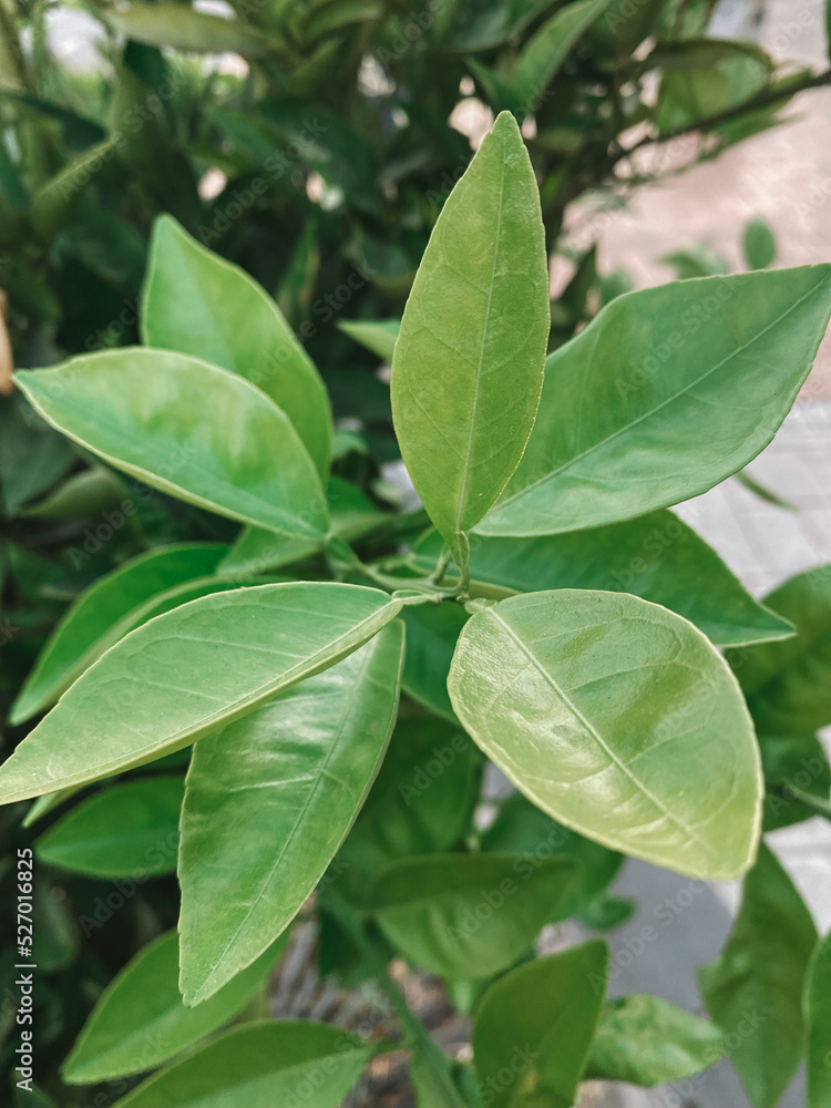 green leaves on a tree