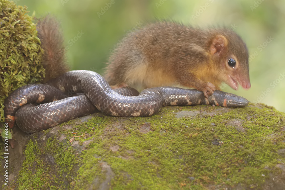 A Javan treeshrew is ready to attack a pipe snake that enters its ...