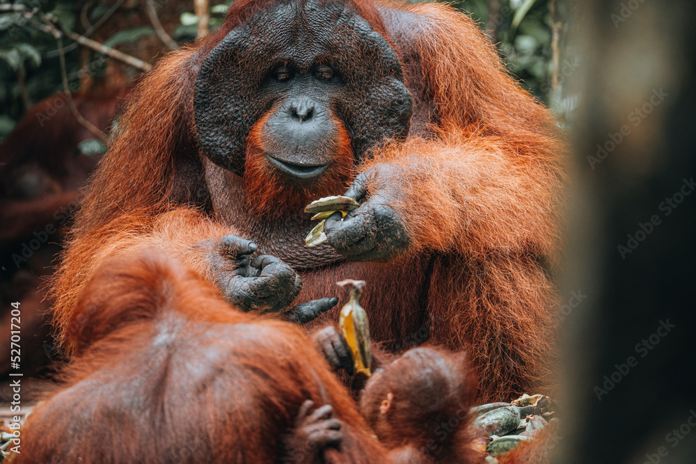 Orangutan in the jungle of Borneo, Indonesia. Orangutan in the jungle of Borneo, Indonesia.