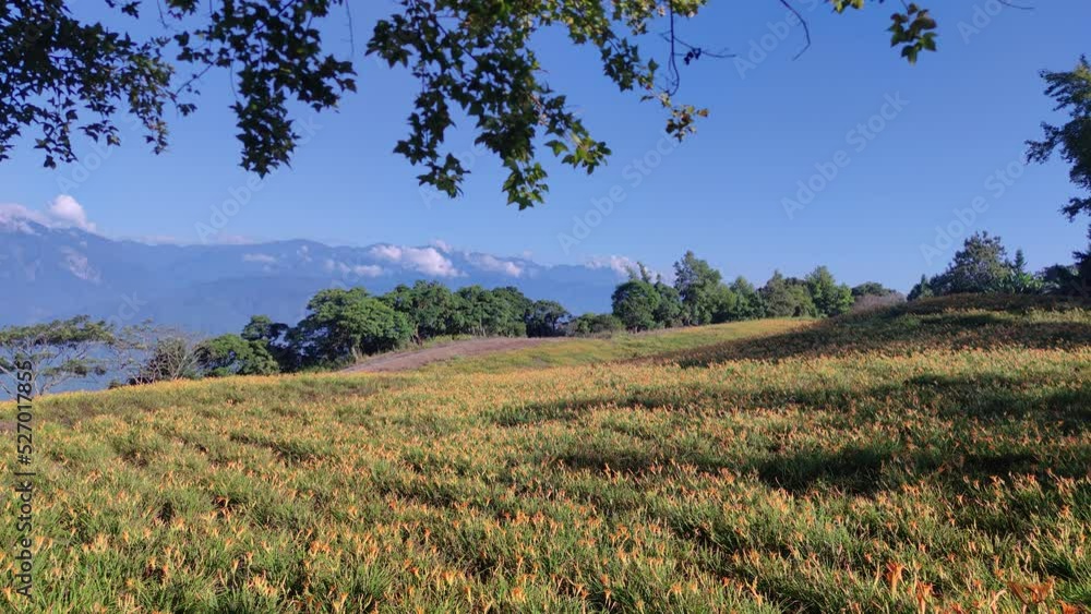 The beautiful daylily flower mountain of eastern Taiwan The beautiful daylily flower mountain of eastern Taiwan