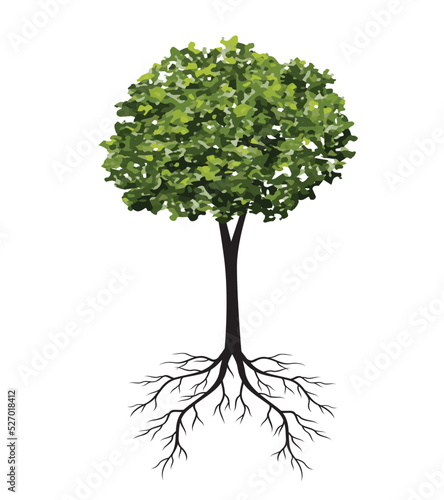Shape of Spring Tree with Leaves and Roots. Vector outline Illustration. Plant in Garden.