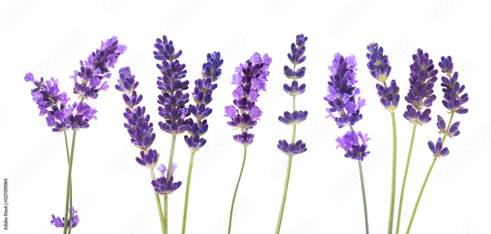 Obraz premium Lavender flowers group