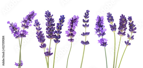 Lavender flowers group