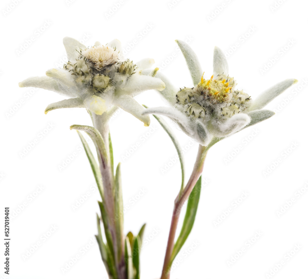 Fototapeta premium Edelweiss folwers