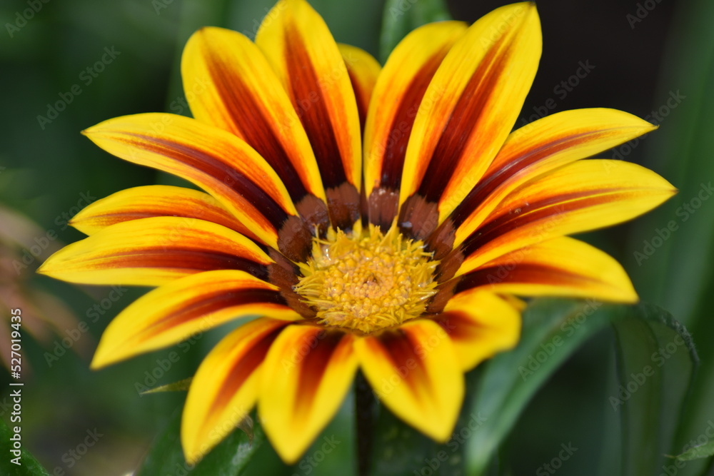 Blühende Gazanie (Gazania) Blühende Gazanie (Gazania)