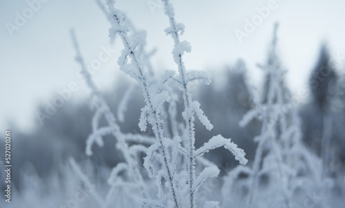 Frozen romantic winter landscape with frozen plants