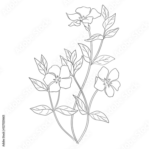 Fototapeta Naklejka Na Ścianę i Meble -  Graphic Image of Periwinkle Flower.