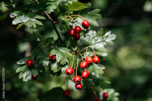 Red fruits of hawthorn (Crataegus laevigata, midland hawthorn, English hawthorn, woodland hawthorn, mayflower) in autumn in Scotland photo