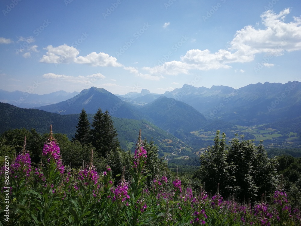 © Charlne - flowers in the mountains