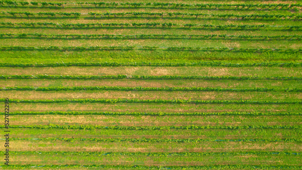 AERIAL, TOP DOWN: Vineyard with lined up vine trellises strung with grapevines - obrazy, fototapety, plakaty 