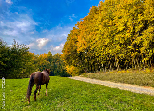 Horse grazing on a green pasture near colorful forest on a sunny autumn day
