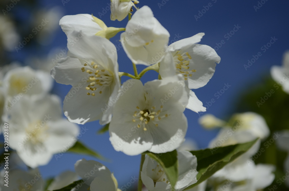Jasmine flowers and blue sky Jasmine flowers and blue sky