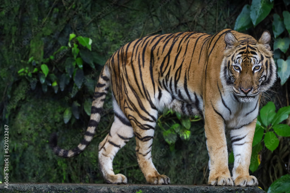 Close up Indochinese tiger is beautiful animal and dangerous in forest Close up Indochinese tiger is beautiful animal and dangerous in forest