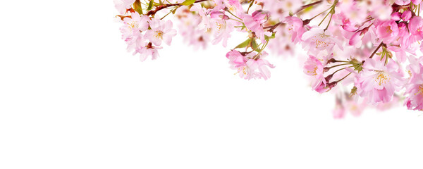 Pink spring cherry blossom flowers on a tree branch isolated against a flat background.