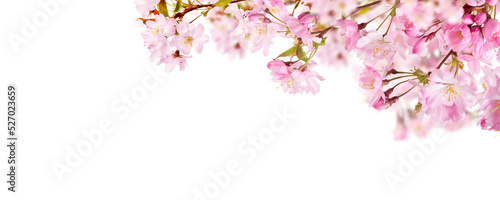 Fotografija Pink spring cherry blossom flowers on a tree branch isolated against a flat background