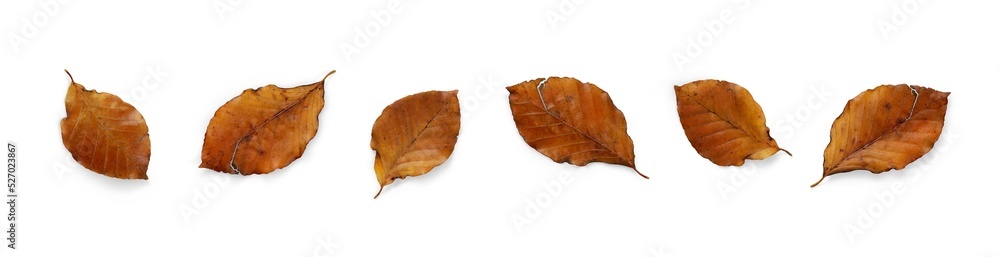 A collection of dried, dry autumn beech tree leaves isolated on a flat background. High Resolution.