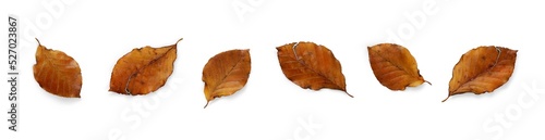 Fotografia A collection of dried, dry autumn beech tree leaves isolated on a flat background