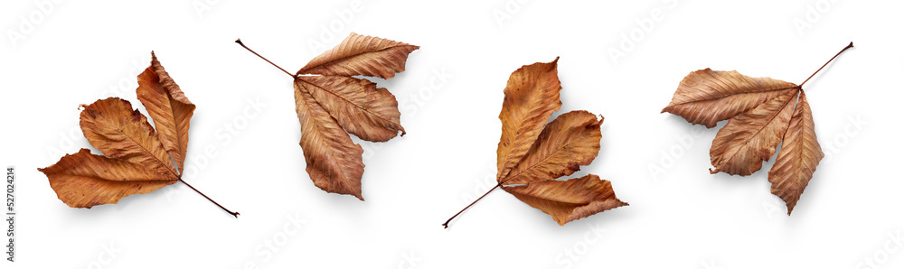 A collection of dried, dry autumn tree leaves isolated on a flat background for autumn designs. High Resolution.