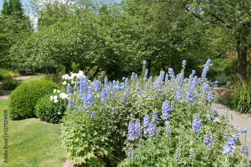 Blauer Rittersporn im Müga-Park in Mülheim an der Ruhr photo