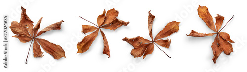 A collection of dry, dried autumn Horse Chestnut tree leaves isolated against a flat background. High Resolution.