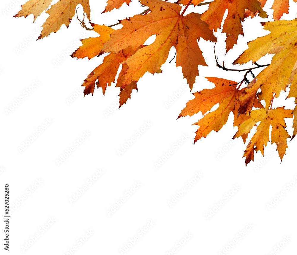 The golden orange brown colour of maple tree leaves in autumn. Winter tree canopy foliage isolated against a flat background.