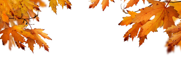 The golden orange brown colour of maple tree leaves in autumn. Winter tree canopy foliage isolated against a flat background.