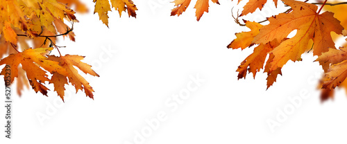 The golden orange brown colour of maple tree leaves in autumn. Winter tree canopy foliage isolated against a flat background.