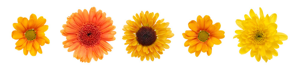 A collection of yellow and orange daisy flower heads isolated against a flat background
