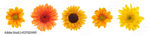 A collection of yellow and orange daisy flower heads isolated against a flat background