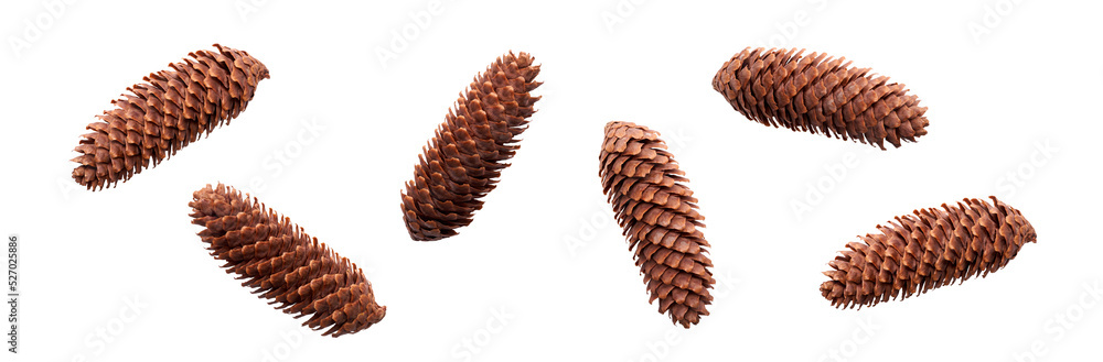 A collection of large, long open pinecones for Christmas tree decoration isolated against a flat background.