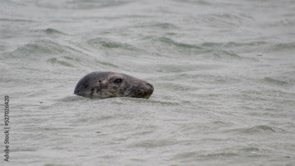 Fototapeta premium seal in the water