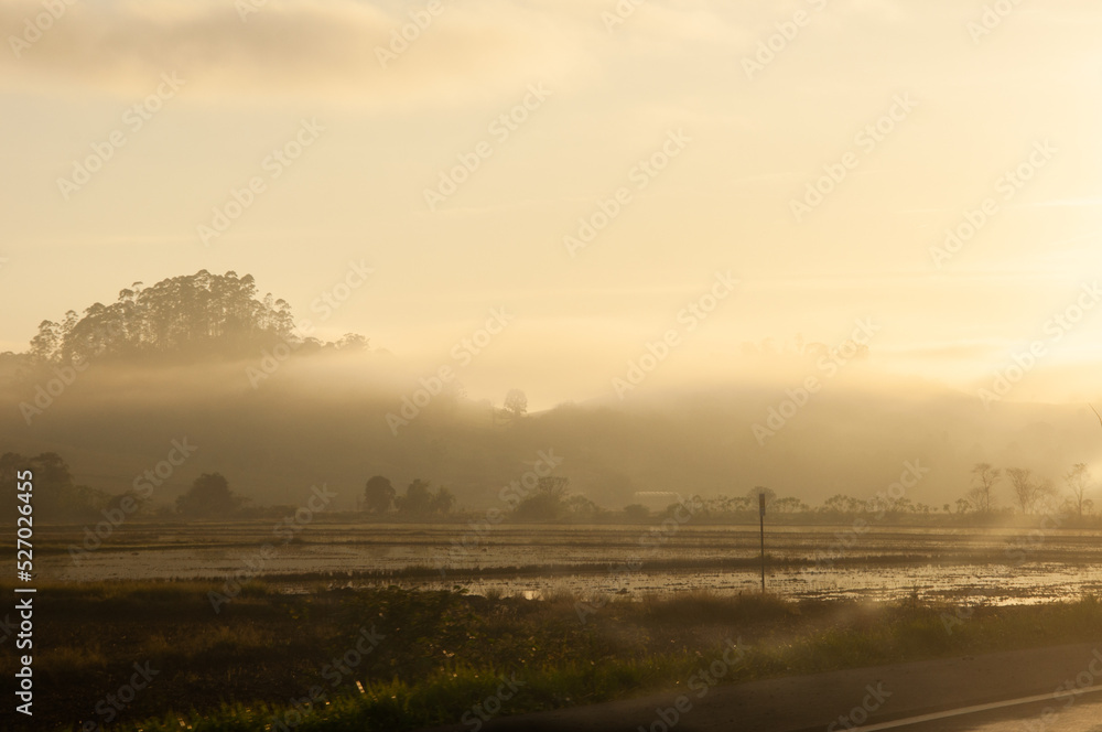 misty morning in the rice plantation