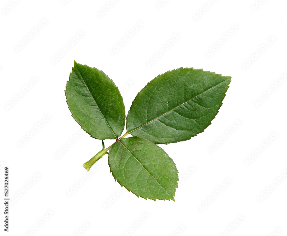 A rose leaf twig with three leaves isolated against a flat background.
