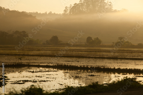 morning mist on the rice plantation