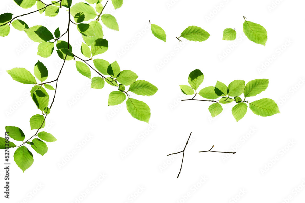 A collection of fresh spring green beech tree leaves in summer, foliage isolated against a flat background.