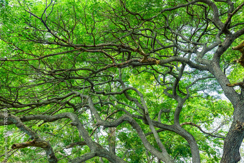 tree in the park