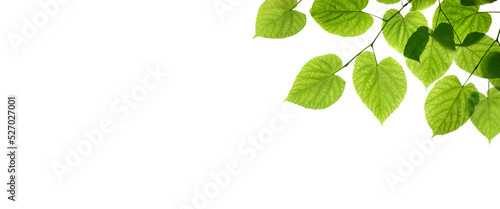 Fresh spring, summer green foliage of tree leaves against a flat background