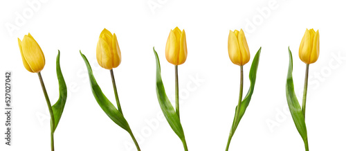 A collection of yellow tulips flower isolated on a flat background #527027042
