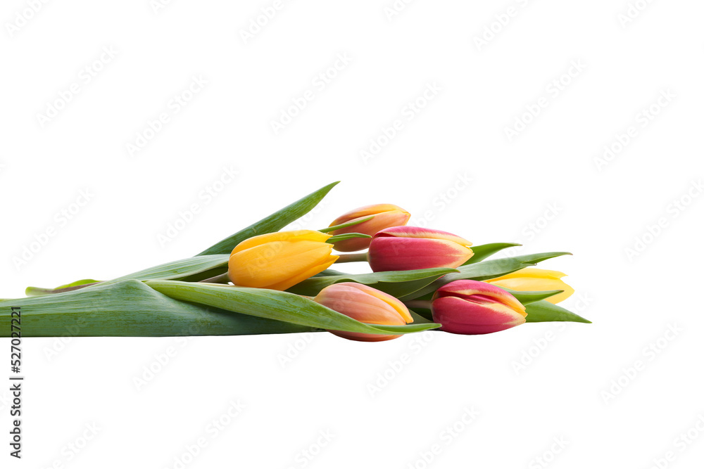 A side view, closeup of a collection of red, yellow and white tulip flowers isolated on a flat table top.