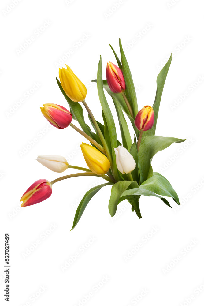 A group of red, yellow and white tulip flowers and leaves isolated on a flat background.