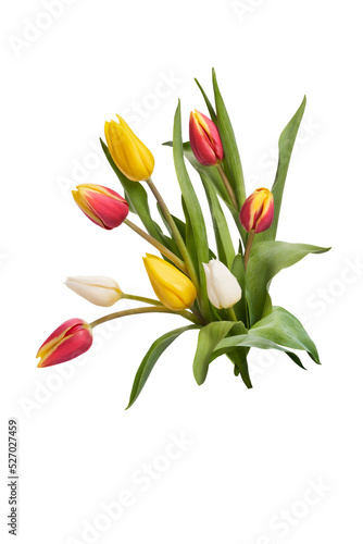 Obraz na płótnie A group of red, yellow and white tulip flowers and leaves isolated on a flat background. w salonie