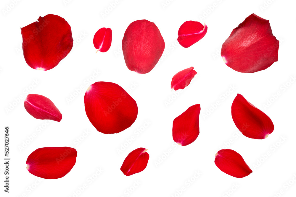 Red rose flower petal collection isolated on a flat background. - obrazy, fototapety, plakaty 