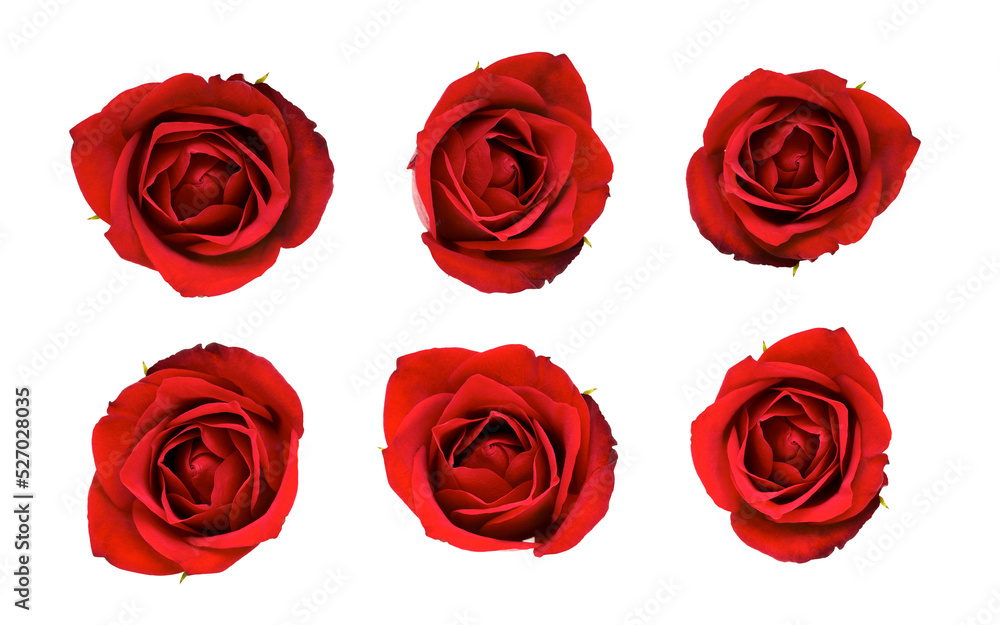 Valentines Red Roses isolated on a flat background